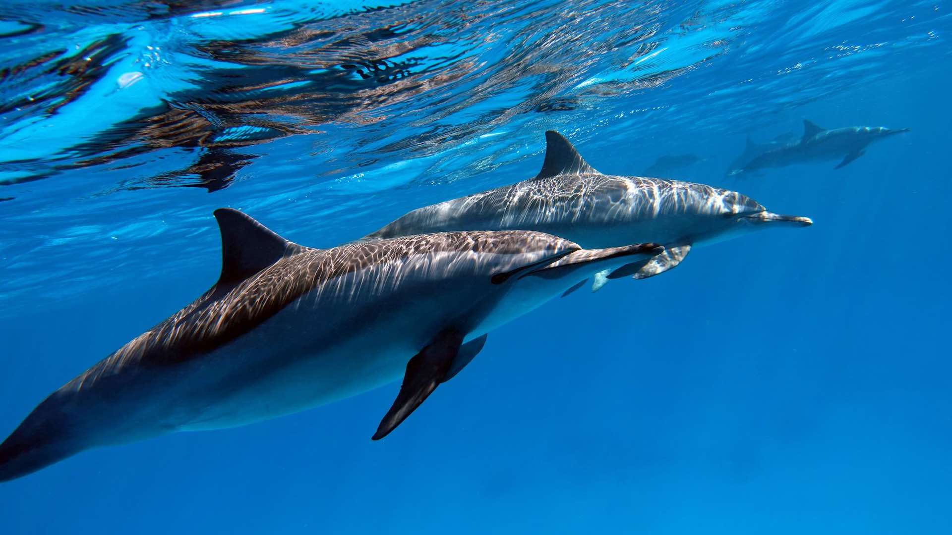 الجفاف في الأمازون يسفر عن نفوق أكثر من 100 دلفين